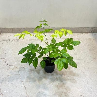 Radermachera Golden Plant 12 cm pot