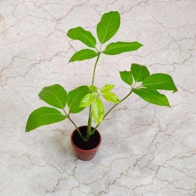 Brassia Golden Plants 10 cm pot