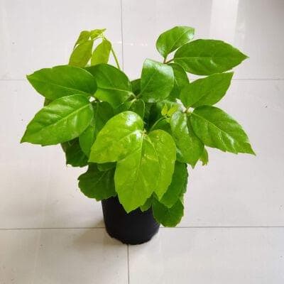 Brassia Golden Plants 13.5 cm pot