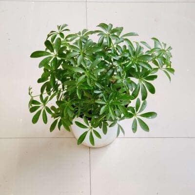 Schefflera Plant 13.5 cm pot
