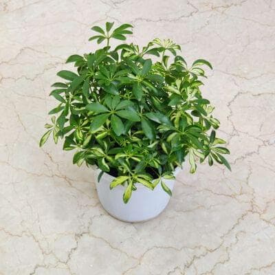 Schefflera Variegated Plant 13.5 cm pot